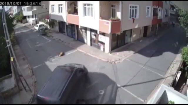 Yolda uyuyan köpeği ezen sürücü savcılık talimatıyla serbest bırakıldı