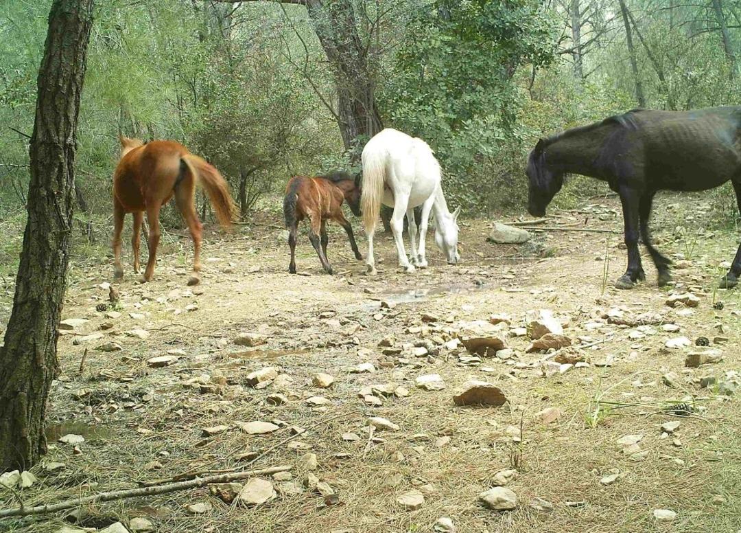Fotokapana takılan g&ouml;r&uuml;nt&uuml;ler izleyenleri b&uuml;y&uuml;ledi