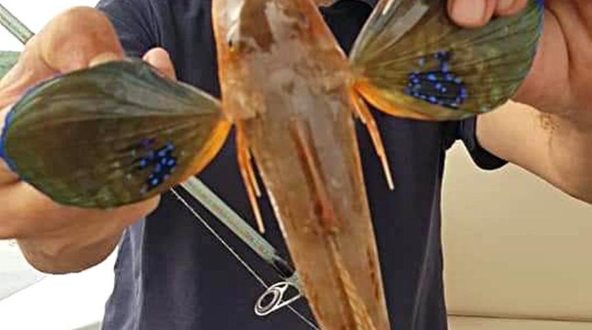 Öğretmenin oltasına kırlangıç balığı takıldı