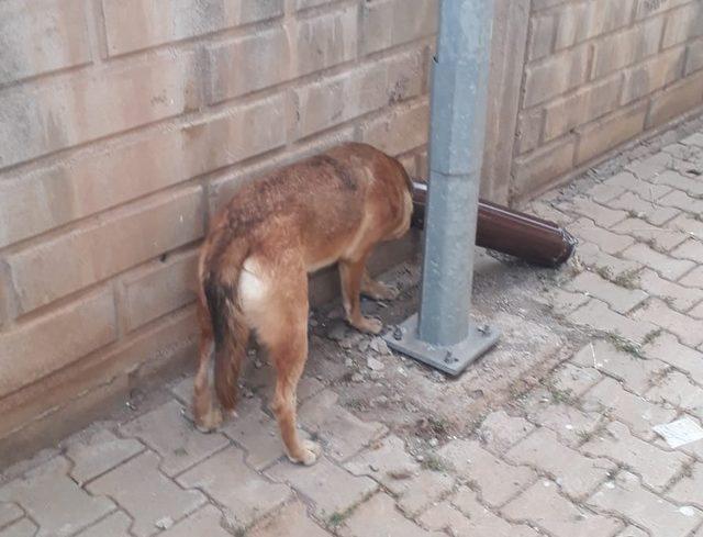 Kafası soba borusuna sıkışan köpek kurtarıldı