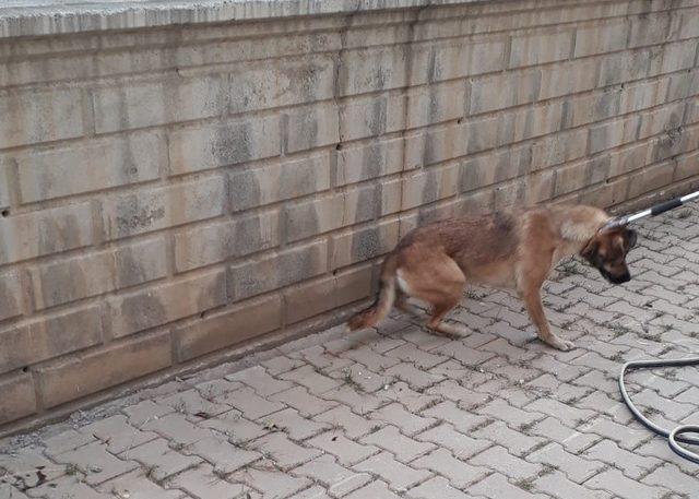 Kafası soba borusuna sıkışan köpek kurtarıldı