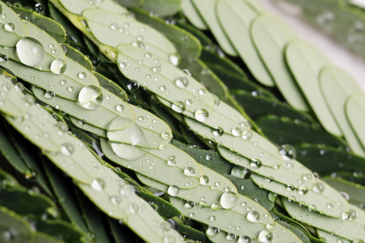 Moringa &ccedil;ayı nedir? Antep'te yetişen moringa her derde deva