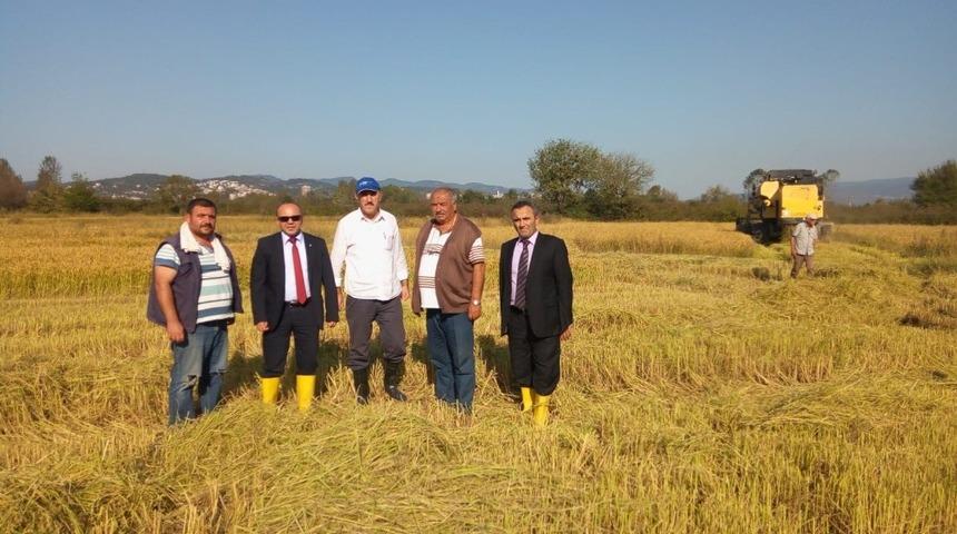D&uuml;zce&rsquo;de &ccedil;eltik hasadı s&uuml;r&uuml;yor