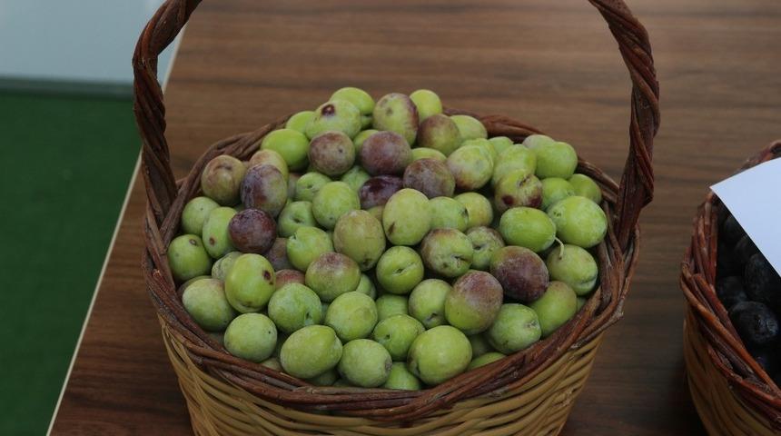 Mut Zeytin ve Zeytinyağı Şenliği 11 Ekim&rsquo;de