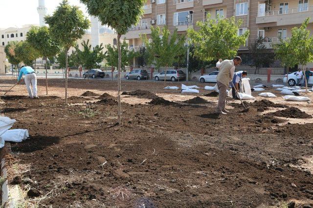 Haliliye’de parklara çim ekimi yapılıyor