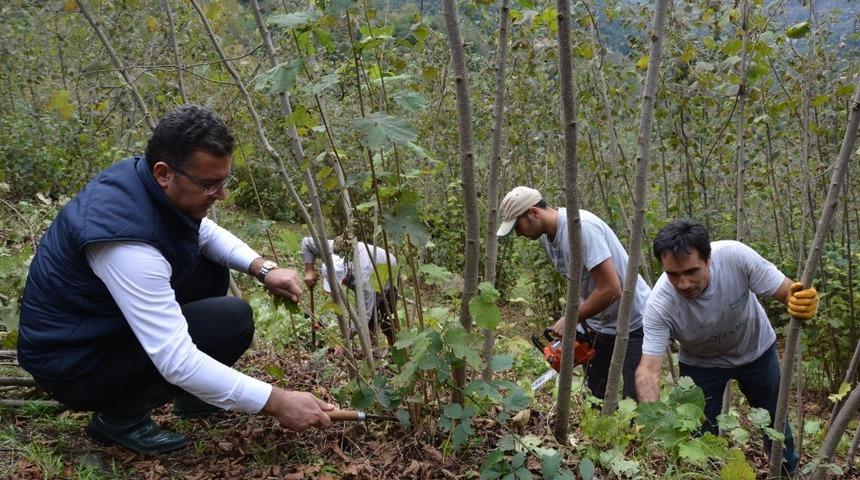Fındık bah&ccedil;elerinde bakım ve budama d&ouml;nemi