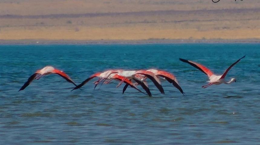 &Ouml;ğrencilerden kuş g&ouml;zlemevi etkinliği