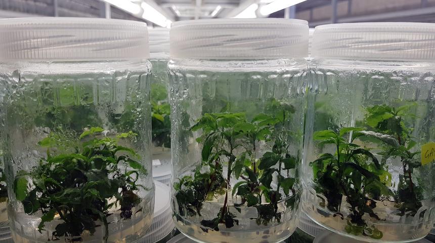 Bildiğiniz çaylardan çok farklı! Çay fidanını klonladılar