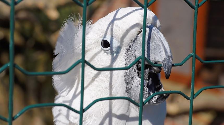 2 ayrı silahla 5 kez vurulan papağan kurtulmayı başardı!