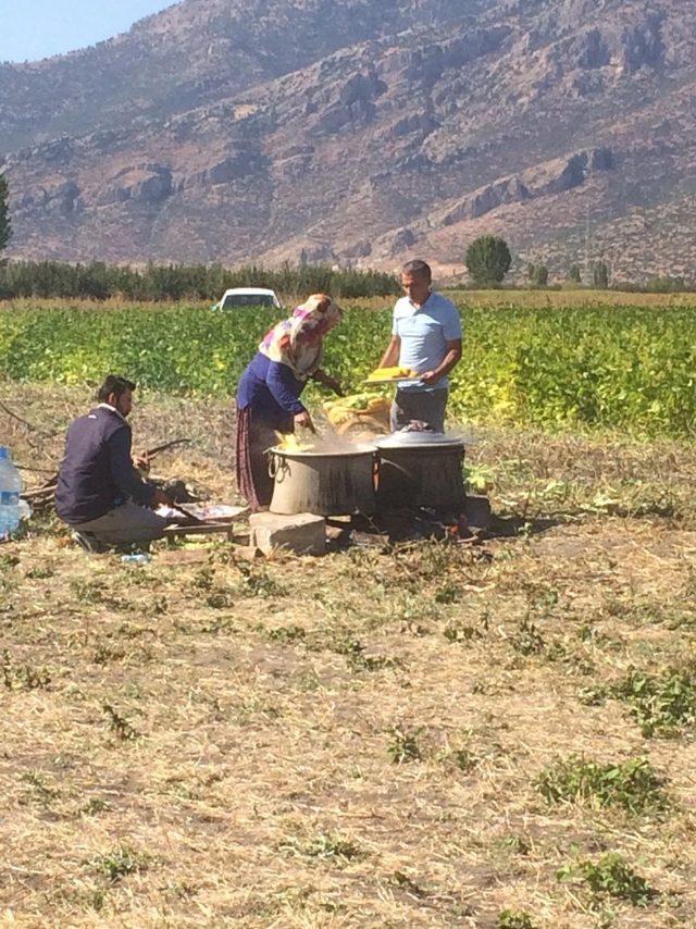 Tarla Günü’nde silajlık mısır BURAK tanıtıldı