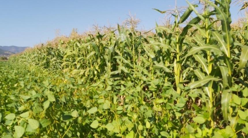 Tarla Günü’nde silajlık mısır BURAK tanıtıldı