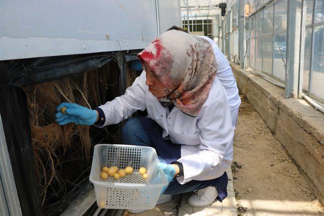 Topraksız patates üretiminde verim arttı