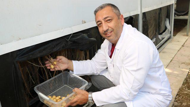 Topraksız patates üretiminde verim arttı