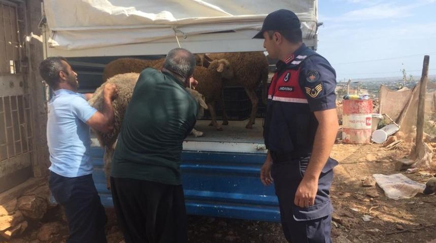 Silifke&rsquo;de &ccedil;alınan hayvanlar jandarma ekiplerince bulundu