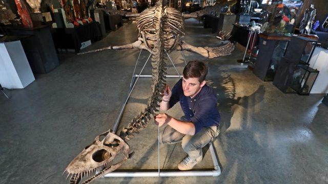 Kehribardan çıkan 'ejderha kafası' 4 milyon sterline satılacak