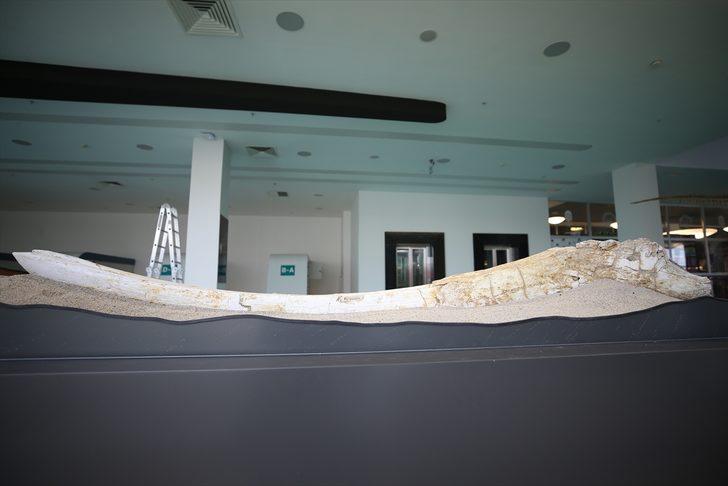 Kayseri'de bulunan fosillerle ile ilgili yeni gelişme!  G1