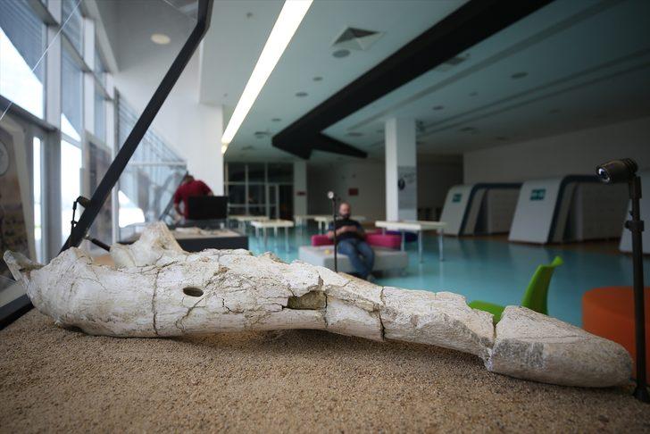 Kayseri'de bulunan fosillerle ile ilgili yeni gelişme!  G2