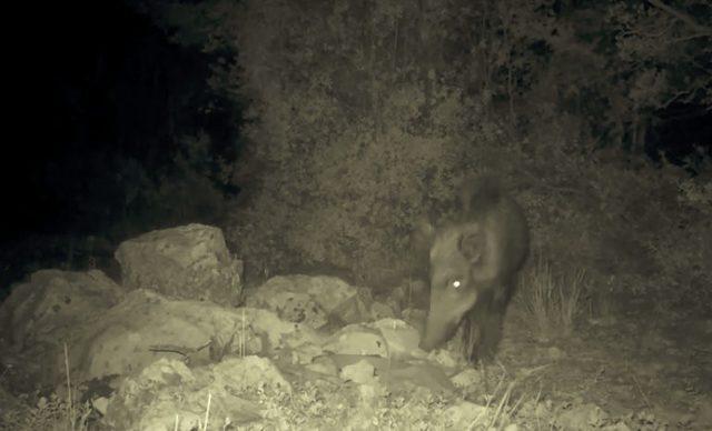 Burdur’da yaban hayvanları su havuzlarıyla susuzluklarını gideriyor