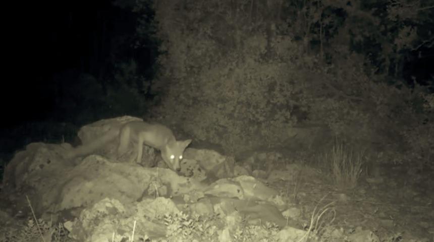 Burdur&rsquo;da yaban hayvanları su havuzlarıyla susuzluklarını gideriyor