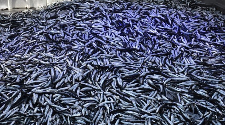 Karadeniz&rsquo;de hamsi bolluğu