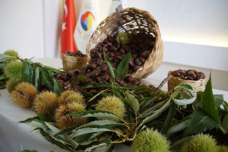Aydın’da sezonun ilk kestanesi borsaya teslim edildi G2