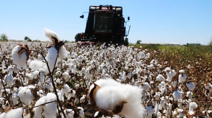 Beyaz altın fiyatı 3.80 TL olarak belirlendi