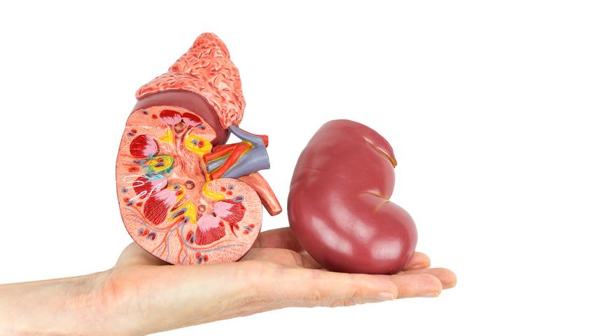 Böbrek naklinde 'olmaz' denilen yöntemler hayata geçirildi!