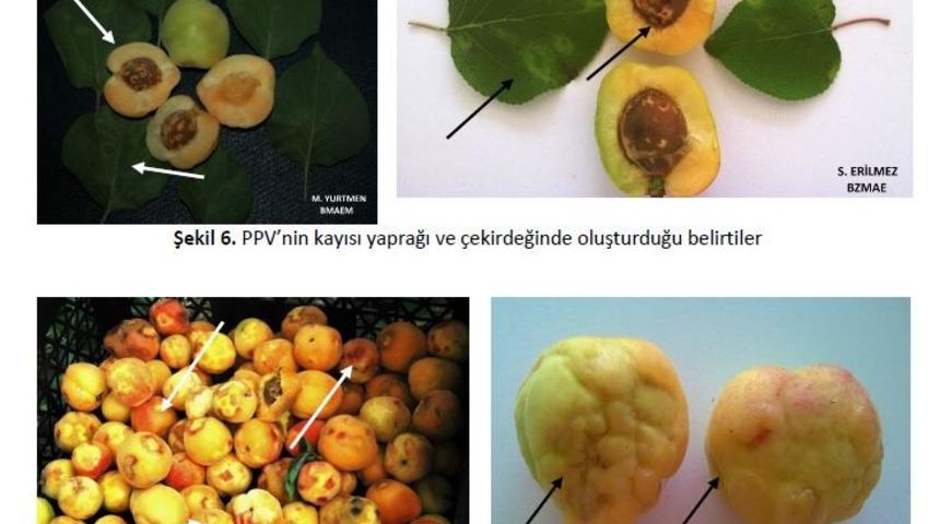 Malatya&rsquo;da meyve &uuml;reticilerine şarka vir&uuml;s&uuml; uyarısı