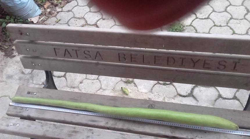 1 metre 27 santimlik kabak