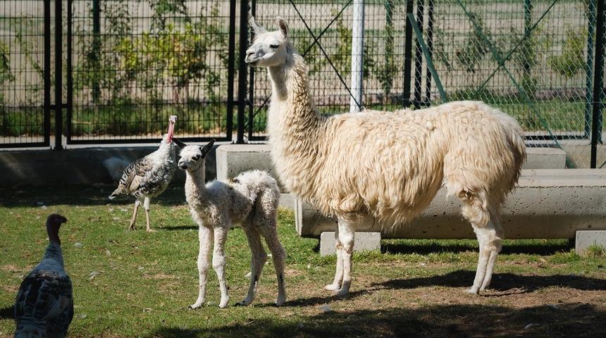 Hayvanat Bah&ccedil;esinin yeni &uuml;yelerine ilgi