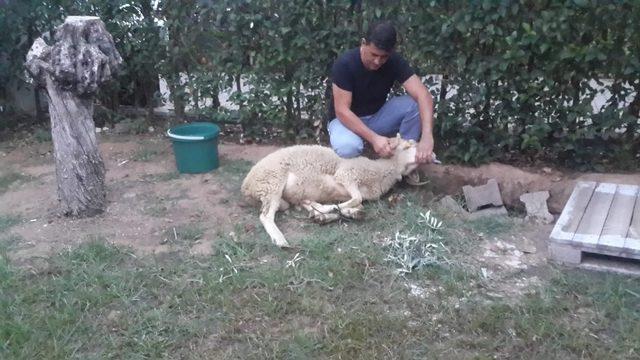 Barış Pınarı Harekatı için dua edilip kurbanlar kesildi