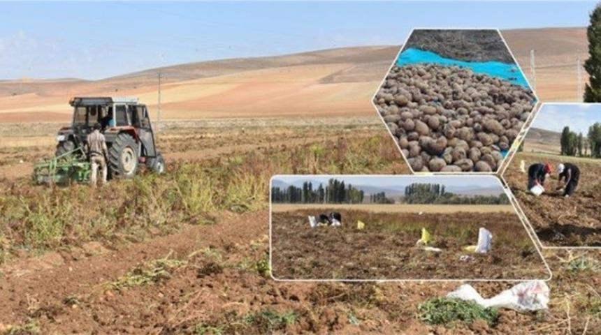 Bayburt &lsquo;ta patates hasadı başladı