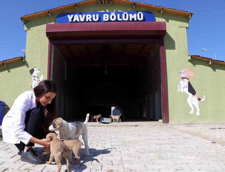 Van'da 10 bin metrekarelik modern hayvan barınağı Son Dakika Haberler