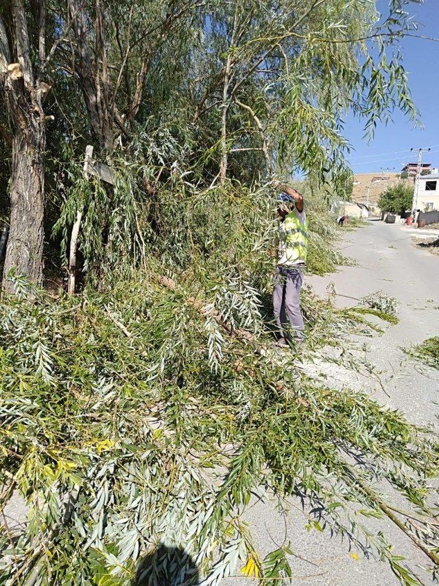 Edremit’te kuru ve tehlike arz eden ağaçlar budanıyor