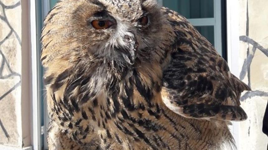 Yaralı Puhu tedavi altına alındı