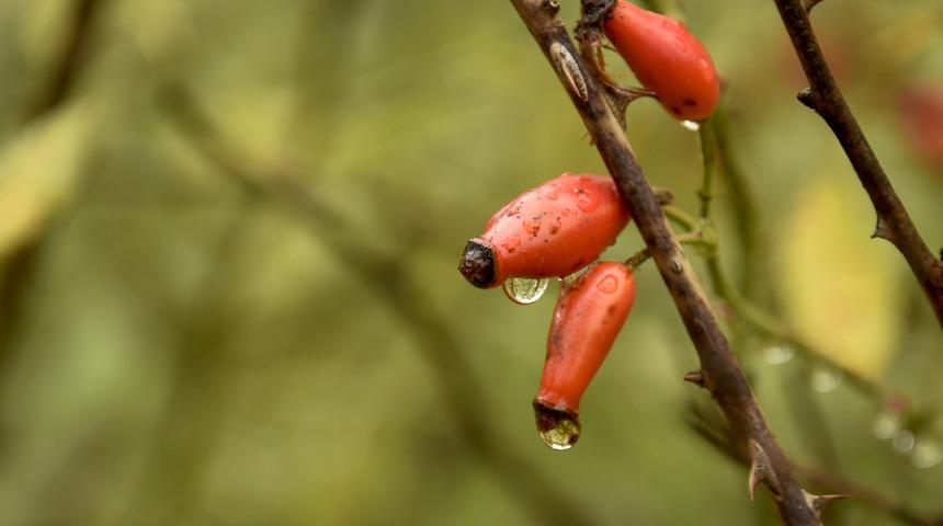Dağlardan gelen şifa kaynağı: Kuşburnu