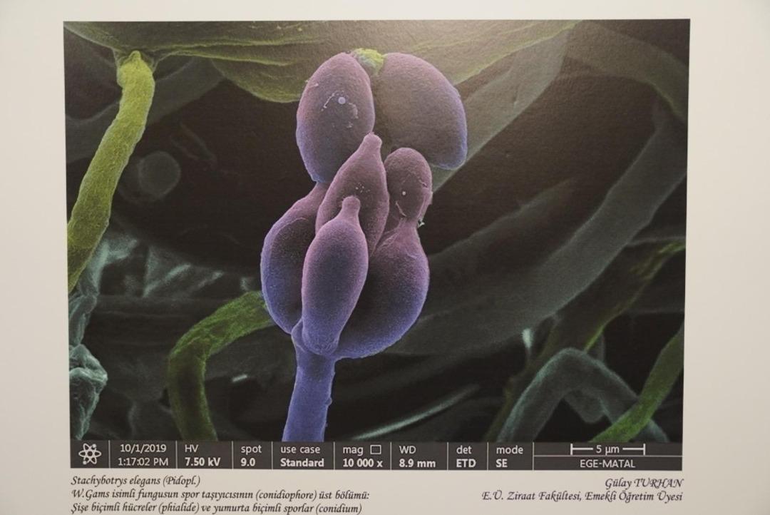 Ege &Uuml;niversitesi (E&Uuml;)&rsquo;nde bilimi sanatla buluşturan yarışma ve sergi