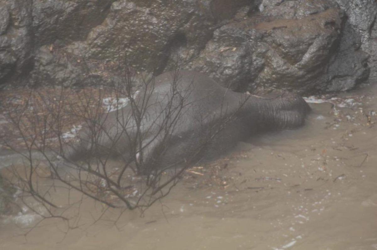 Yavru fili kurtarmak i&ccedil;in kendilerini feda ettiler!