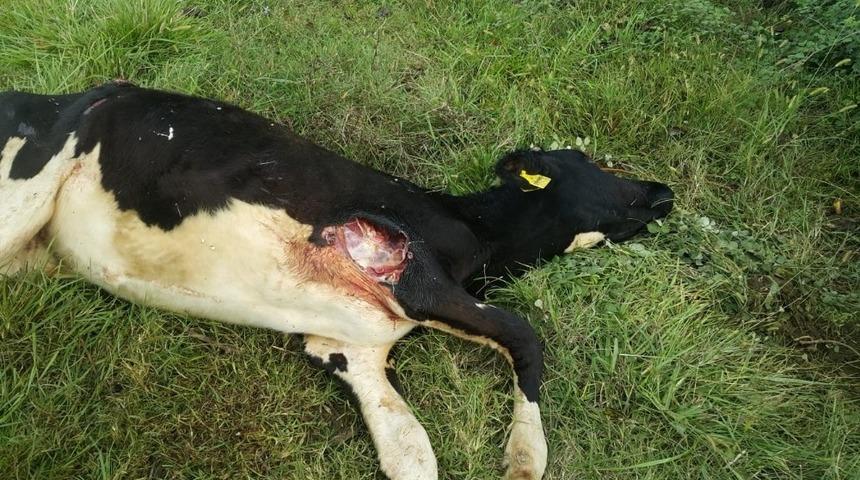 Başıboş k&ouml;peklerin saldırısına uğrayan buzağı telef oldu