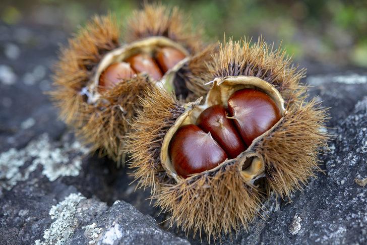 Kestanenin faydaları nelerdir? G1
