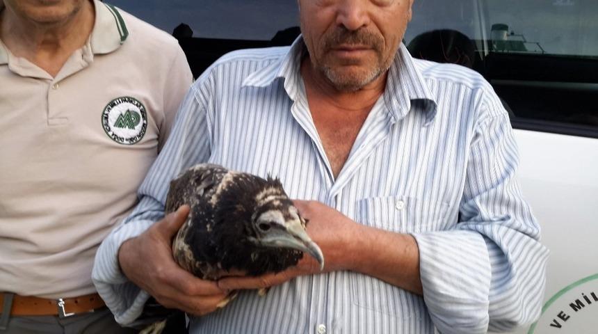 Yaralı akbaba koruma altına alındı