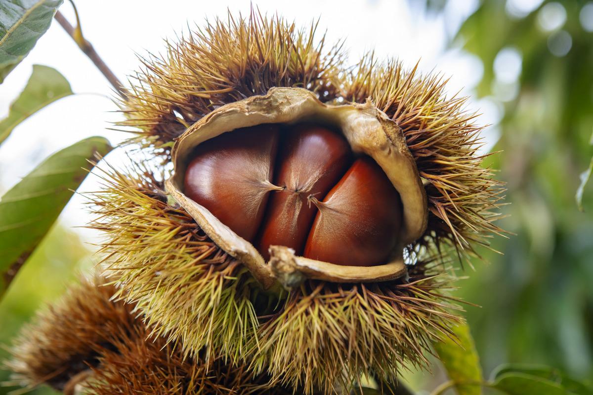 Kestanenin faydaları nelerdir?