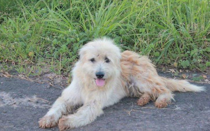 Sahibi onu unuttu, o sahibini unutmadı! 4 yıl bekledi G1