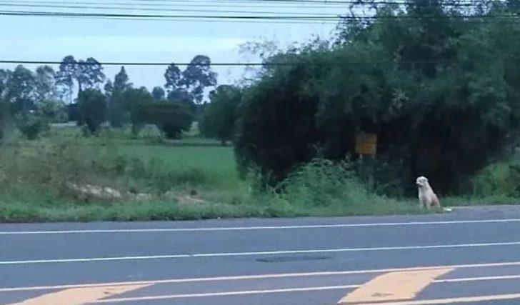 Sahibi onu unuttu, o sahibini unutmadı! 4 yıl bekledi G5