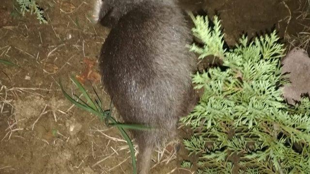 Tekirdağ’da su maymunu gören vatandaş hem korktu hem şaşırdı