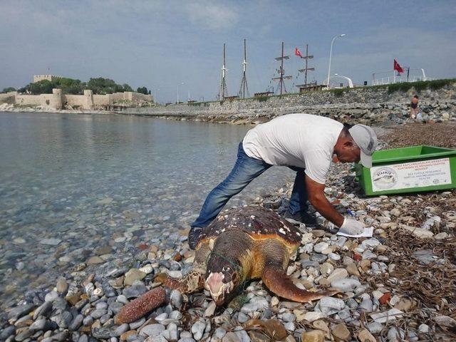 3 deniz kaplumbağası ölü olarak bulundu