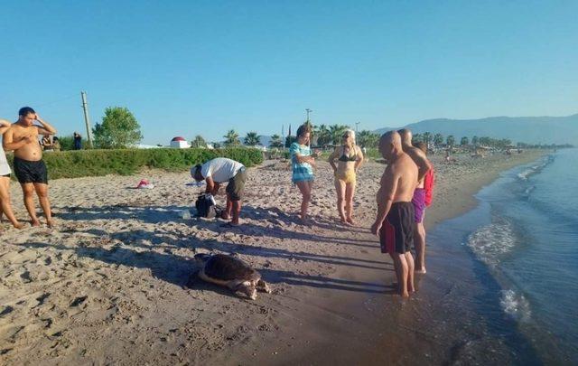 3 deniz kaplumbağası ölü olarak bulundu