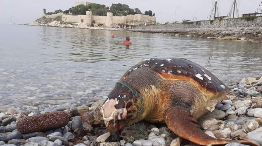 3 deniz kaplumbağası &ouml;l&uuml; olarak bulundu