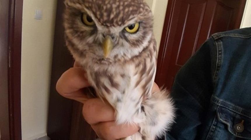 Yaralı Baykuş tedavi altına alındı