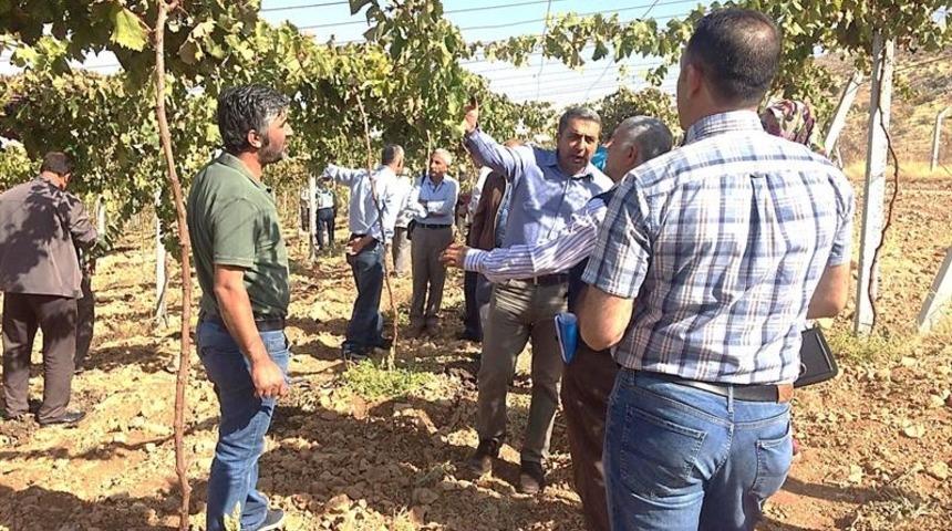 Bağlarda &ccedil;ardak sistemi anlatıldı